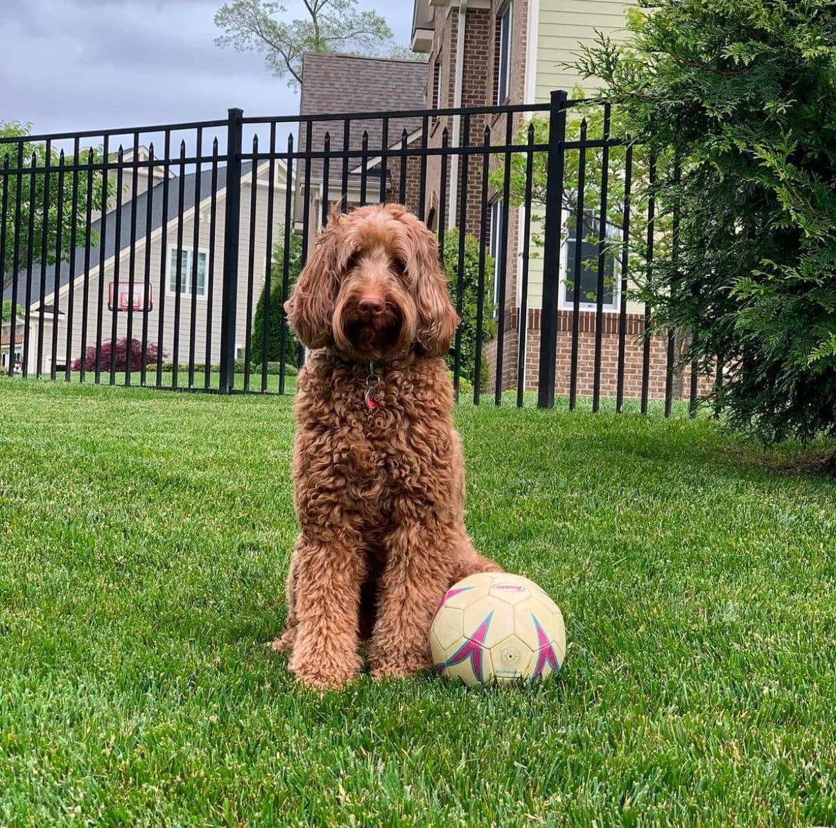 Coco, a fluffy brown dog, sitting in the grass